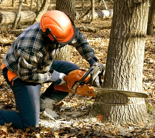 Tree Removal in Orla, TX